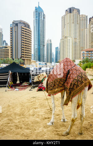 Camel sur la plage de Jumeirah Beach Residence de dubaï Banque D'Images