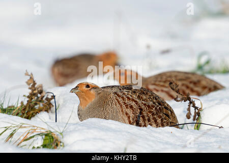 Perdrix grise Perdix perdix ( ), de repos, couché dans la neige, comportement secret, à regarder vers le ciel pour la sécurité, sur une journée d'hiver ensoleillée, l'Europe. Banque D'Images