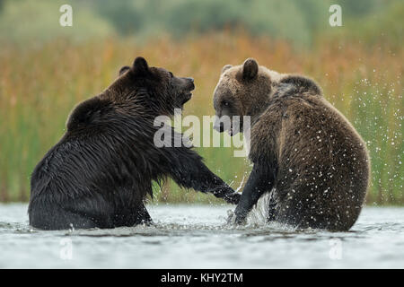 Les ours bruns d'eurasie ( Ursus arctos ) combats, luttant, en lutte, debout sur ses pattes dans l'eau peu profonde d'un lac, à l'Europe. Banque D'Images