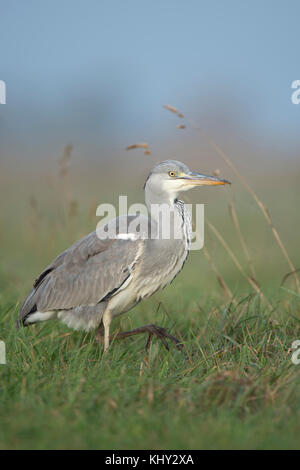 Héron cendré Ardea cinerea graureiher ( / ), marcher dans les hautes herbes d'une prairie, à la recherche de nourriture, de proie, de la faune, de l'Europe. Banque D'Images