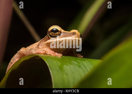 Osteocephalus leprieurii, un type de grenouille d'arbre en Amazonie. Banque D'Images