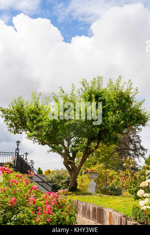 Type grand bonsaï arbre avec les lignes multiples traversé à nouveau un ciel nuageux ciel bleu dans un luxuriant jardin avec fleurs et arbustes Banque D'Images