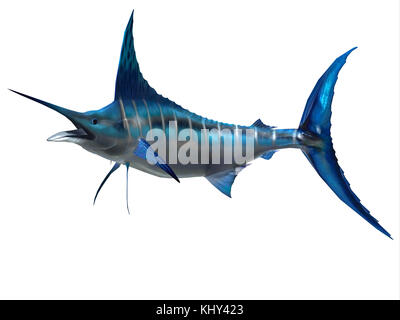 Poisson de sport - Le marlin Blue marlin est un poisson favori des pêcheurs sportifs et l'un des prédateurs de l'Atlantique et le Pacifique. Banque D'Images