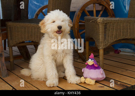 Joli chien blanc moelleux assis à côté de son poulet jouet, sur une terrasse en bois. Photo par Nikki Attree Banque D'Images