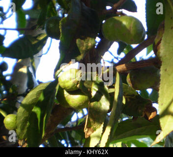 Une image détaillée des fruits de Camellia sinensis, la plante dont le thé est dérivé. La photographie montre les fruits mûrs, qui sont petits, ronds et contiennent généralement des graines utilisées dans la production de thé. Banque D'Images