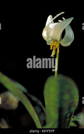 L'Erythronium albidum FWS-1 Banque D'Images