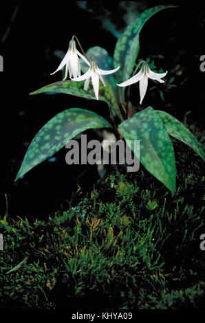 L'Erythronium albidum FWS-2 Banque D'Images