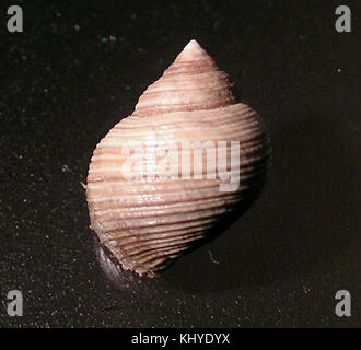 Littorina saxatilis 003 Banque D'Images