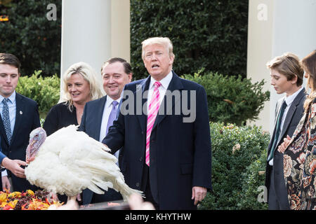 Washington DC, 21 novembre 2017, usa:Le président Donald J. Trump continue la tradition de Thanksgiving à la maison blanche de réhabilitation des dindes dans le jardin de roses. Patsy lynch/Alamy Banque D'Images