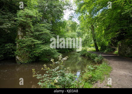 Un écrin de verdure, à Beresford dale près de hartington dans le Peak District, en Angleterre. Banque D'Images