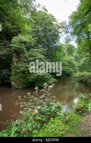 Un écrin de verdure, à Beresford dale près de Hartington, Peak District, en Angleterre. Banque D'Images