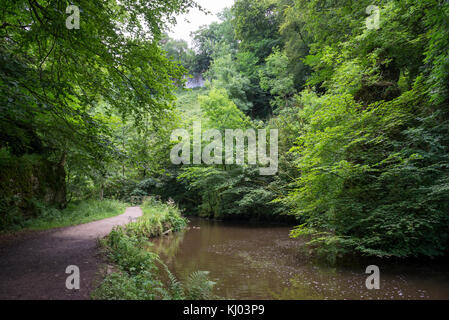 Un écrin de verdure, à Beresford dale près de Hartington, Peak District, en Angleterre. Banque D'Images