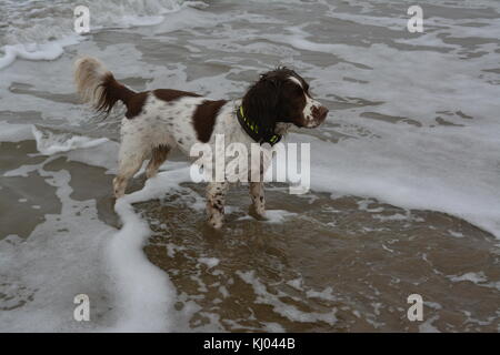 Marron et blanc english springer spaniel jouant dans la mer sur la plage de sable à barmouth wales uk re temps couvert Banque D'Images