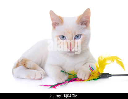 Chaton siamois blanc in front of white background Banque D'Images