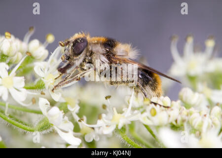 Hoverfly Cheilosia illustrata femelle adulte se nourrit de Berce du Caucase (Heracleum sphondylium) fleurs. Powys, Pays de Galles. Juillet. Banque D'Images
