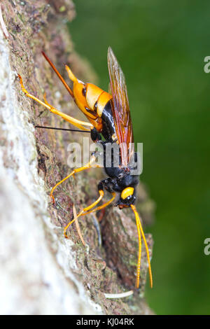 Sirex géant (Urocerus Magyar ou gigas) femelle adulte pond ses œufs dans le tronc d'un épicéa de Sitka (Picea sitchensis) arbre. Powys, Pays de Galles. En août. Banque D'Images