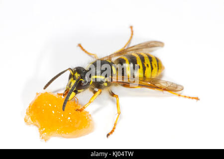 Guêpe Dolichovespula saxonica (Saxon) travailleur adulte se nourrit de miel sur un fond blanc. Powys, Pays de Galles. En août. Banque D'Images