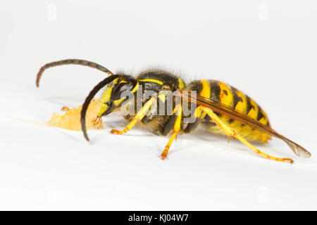 Guêpe Dolichovespula saxonica (Saxon) mâle adulte se nourrit de miel sur un fond blanc. Powys, Pays de Galles. En août. Banque D'Images