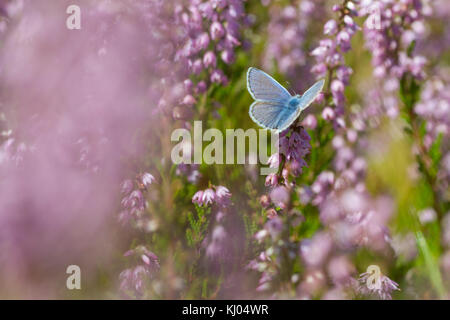 Papillon Bleu commun (Polyommatus icarus) mâle adulte se nourrit de la bruyère (Calluna vulgaris) fleurs. Powys, Pays de Galles. En août. Banque D'Images