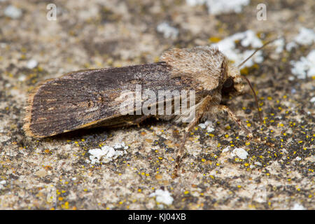 En forme de navette Dart (Agrotis puta) papillon adulte reposant sur un mur couvert de lichens. Powys, Pays de Galles. En août. Banque D'Images