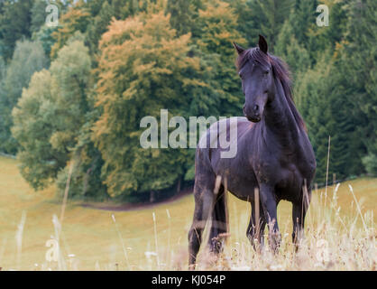 Arabe noir / freesian pony mix dans le pâturage Banque D'Images