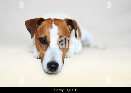 Jack Russell Terrier couché et regardant la caméra avec puppy dog eyes Banque D'Images