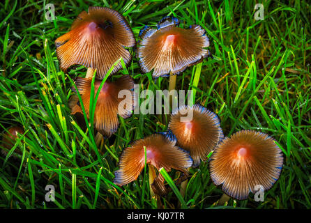 Casquette inky Coprinellus micaceus Banque D'Images