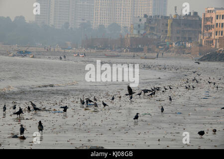 Récupération des eaux usées sur les corneilles à marée basse sur la plage de versova, Mumbai Banque D'Images