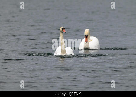 Swan adultes afficher aux spectacles de comportement et chasser des profils swan de territoire Banque D'Images