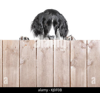 Un grand chien de Muensterlaender dans le studio photographié derrière un mur en bois sans texte Banque D'Images