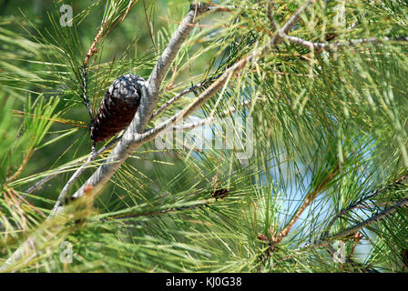 Israël 39488 se réfère à une carte géographique ou ressource liée au pays d'Israël, détaillant ses caractéristiques physiques et son paysage. Banque D'Images
