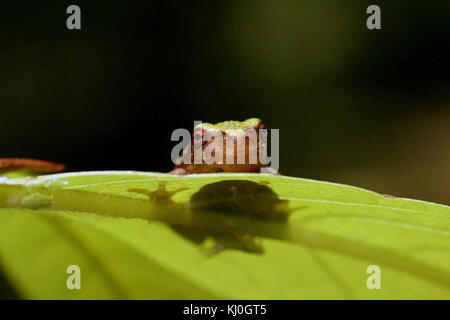 La grenouille grise (Hyla versicolor) est un amphibien nord-américain connu pour sa capacité à changer de couleur. Il habite les forêts et les zones humides, contribuant ainsi à la biodiversité de son écosystème. Banque D'Images