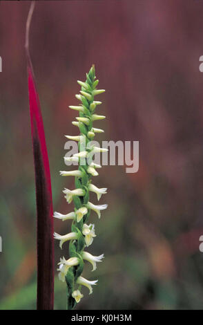 Tresses des grandes plaines fleur plante Spiranthes magnicamporum Banque D'Images