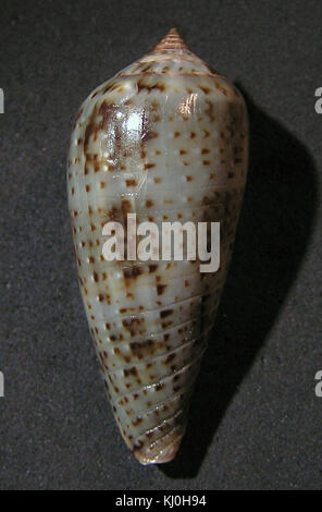 Conus cinereus 002 Banque D'Images