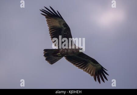 Un jeune oiseau de voler à travers le ciel bleu Banque D'Images