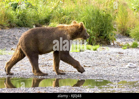 Ourson Grizzly Ours brun marche Banque D'Images