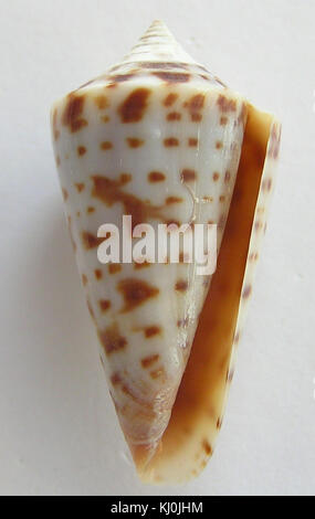 Conus scalarissimus 002 Banque D'Images