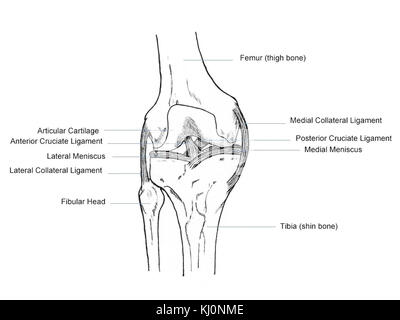 Anatomie du genou humain Banque D'Images