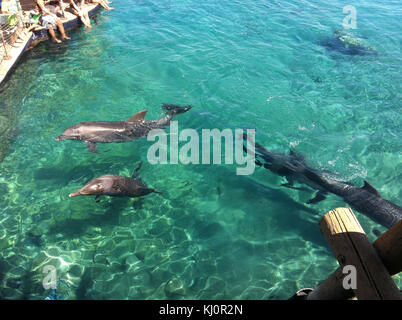 Ce document ou ouvrage fournit un aperçu de la géographie d'Israël, détaillant ses caractéristiques physiques, son climat et ses divisions régionales. Il sert de référence géographique pour comprendre le paysage naturel et les caractéristiques géographiques du pays. Banque D'Images