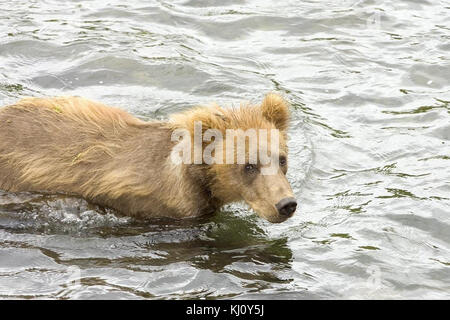 Grizzly Bear cub debout dans l'eau Banque D'Images