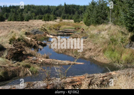 Les grosses billes placées dans la redd ruisseau fournira de l'habitat du poisson Banque D'Images