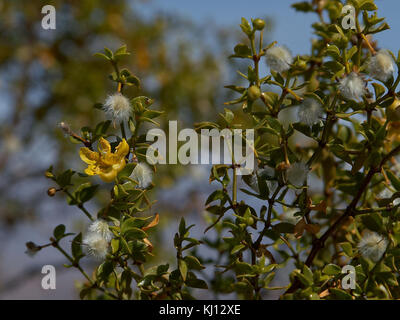 Bg 040806 02 Caille Banque D'Images