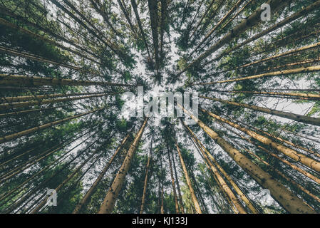 Jusqu'à la cime des arbres de pin branches dans les bois ou la forêt. woodlands de Slovénie. Le fond voir le fond photo grand angle. sommet des arbres provenant de la vi Banque D'Images