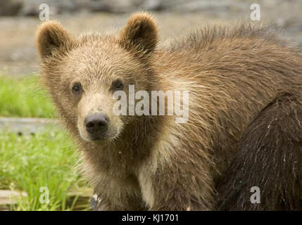 Brown Bear cub head Banque D'Images