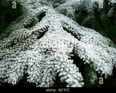 Cette image capture le givre recouvrant un épinette, mettant en évidence les motifs complexes formés par les cristaux de glace. Le gel crée une scène visuellement saisissante, mettant en valeur la beauté naturelle de l'impact de l'hiver sur les arbres. Banque D'Images