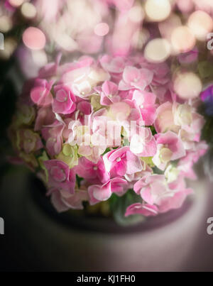 Belle rose vert fleurs d'hortensias en pot sur bokeh agréable, doux éclairage Banque D'Images