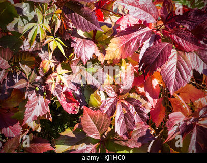 Feuilles rouges de raisins de jeune fille rampant à l'automne, l'automne. arrière-plan, la texture. Banque D'Images