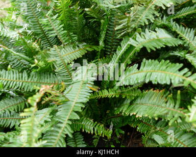 Une fougère est membre d'un groupe d'environ 10 560 espèces connues de plantes vasculaires qui se reproduisent par des spores et n'ont ni fleurs ni graines. Ils diffèrent des mousses en étant vascular Banque D'Images
