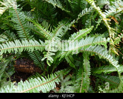 Une fougère est membre d'un groupe d'environ 10 560 espèces connues de plantes vasculaires qui se reproduisent par des spores et n'ont ni fleurs ni graines. Ils diffèrent des mousses en étant vascular Banque D'Images