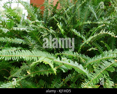 Une fougère est membre d'un groupe d'environ 10 560 espèces connues de plantes vasculaires qui se reproduisent par des spores et n'ont ni fleurs ni graines. Ils diffèrent des mousses en étant vascular Banque D'Images